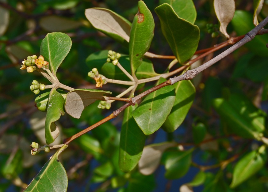 Avicennia marina (Grey Mangrove) (alternate view 3)