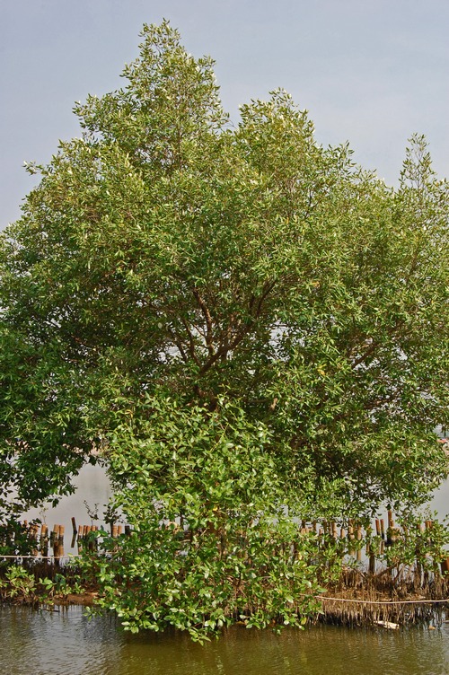 Avicennia marina (Grey Mangrove) (alternate view 4)