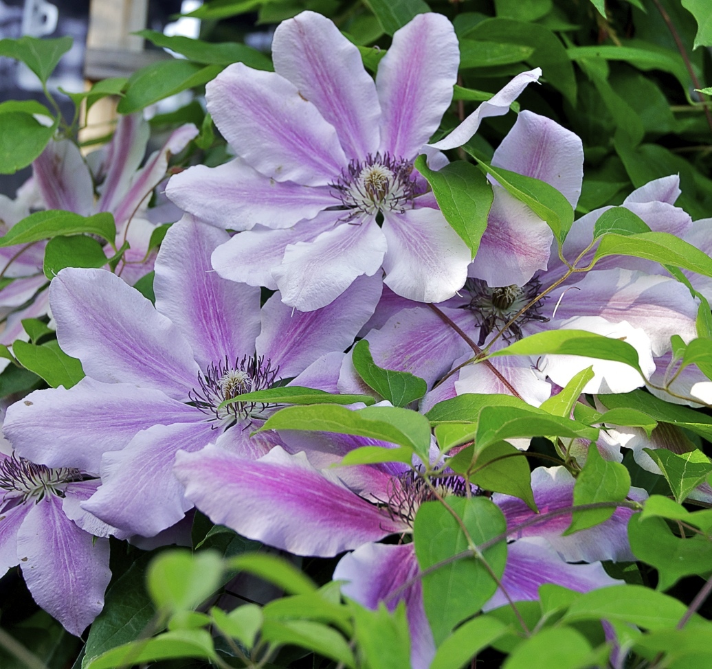 Clematis 'Nelly Moser', Clematis 'Nelly Moser' — climbing deciduous (Ranunculaceae) (image 7 of 10)