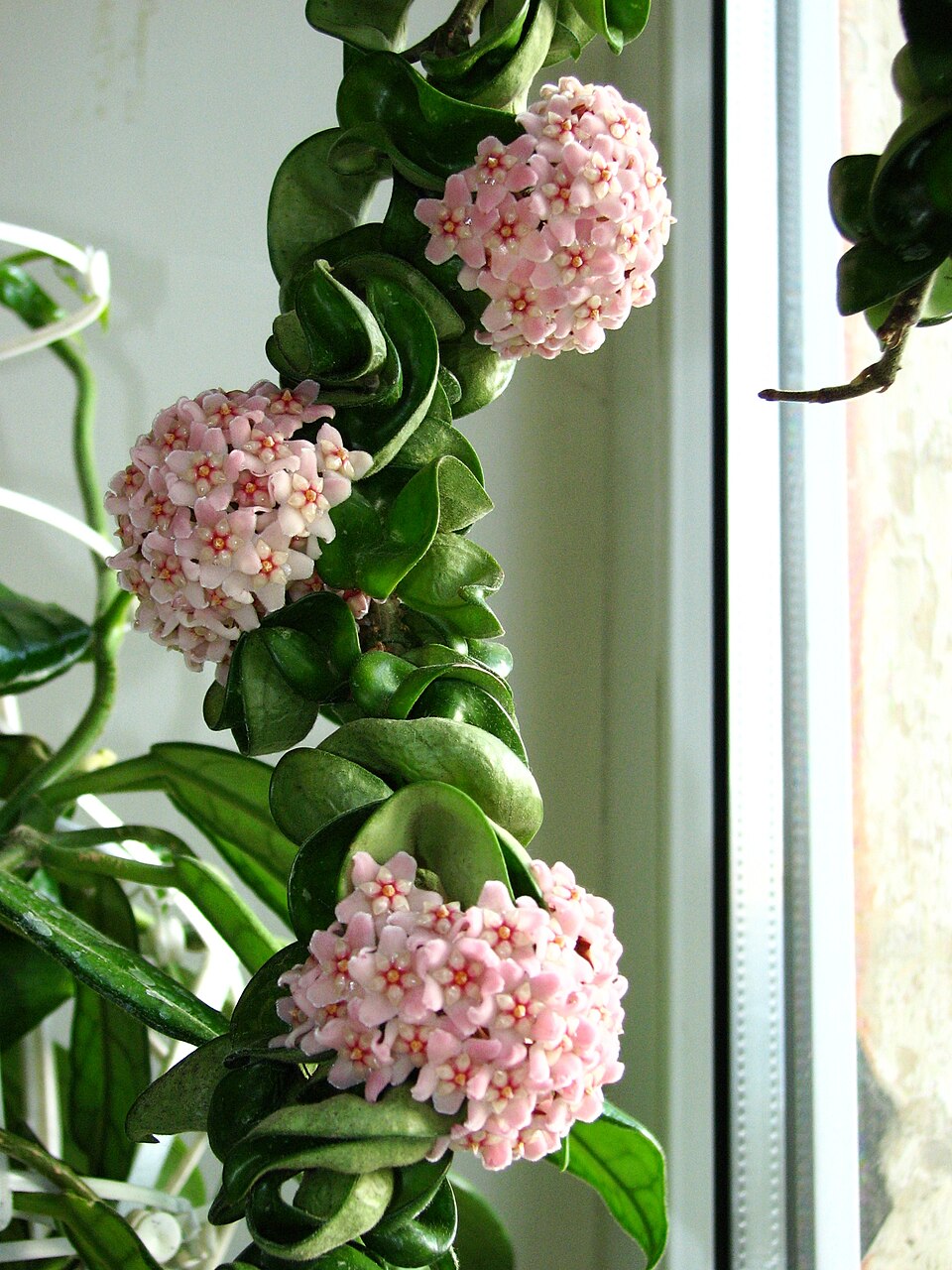 Hoya carnosa 'Compacta' (Hindu Rope Plant) (alternate view 4)