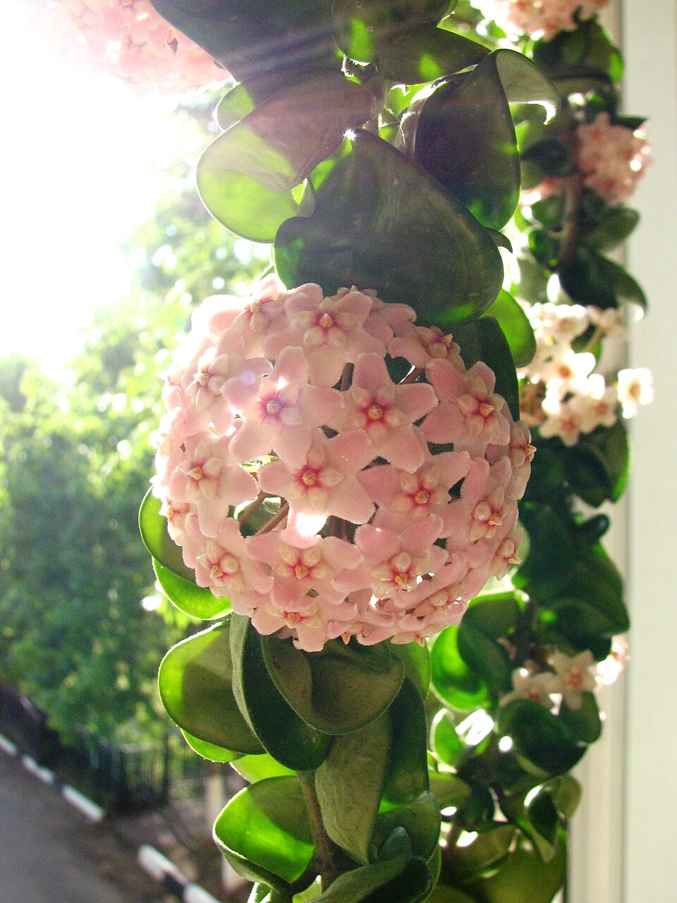 Hoya carnosa 'Compacta' (Hindu Rope Plant) (alternate view 5)