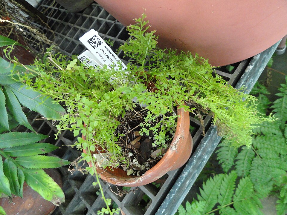 Nephrolepis exaltata (Boston Fern) (alternate view 7)