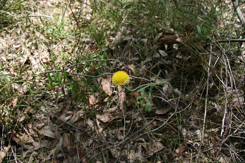 Coronidium scorpioides (button everlasting)