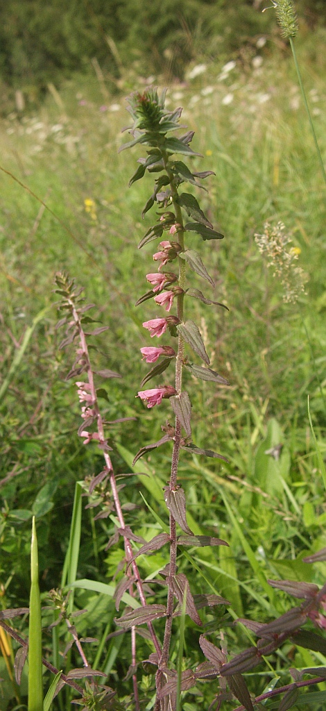 Odontites vulgaris (Red Odontites)
