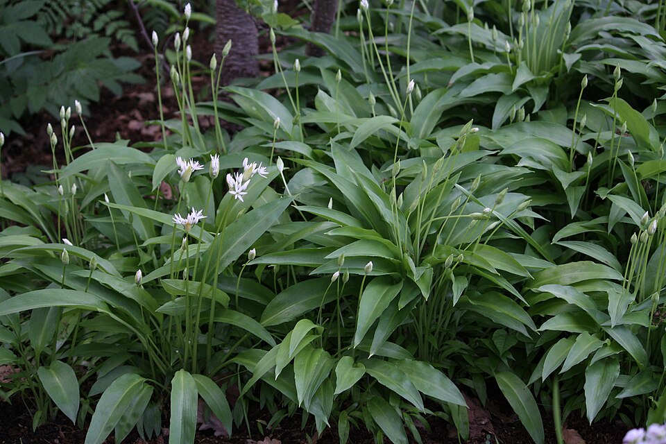 Allium ursinum (Ramsons)