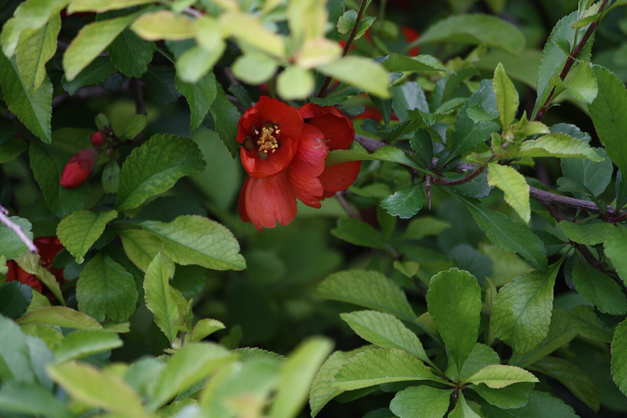 Chaenomeles japonica, Japanese quince — spreading deciduous (Rosaceae) (image 10 of 10)
