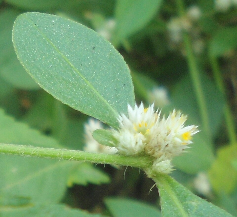 Alternanthera ficoidea (Joseph's Coat) (alternate view 8)