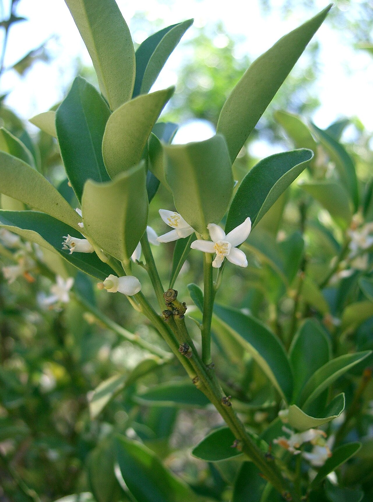 Citrus japonica, Kumquat — upright evergreen (Rutaceae) (image 2 of 7)