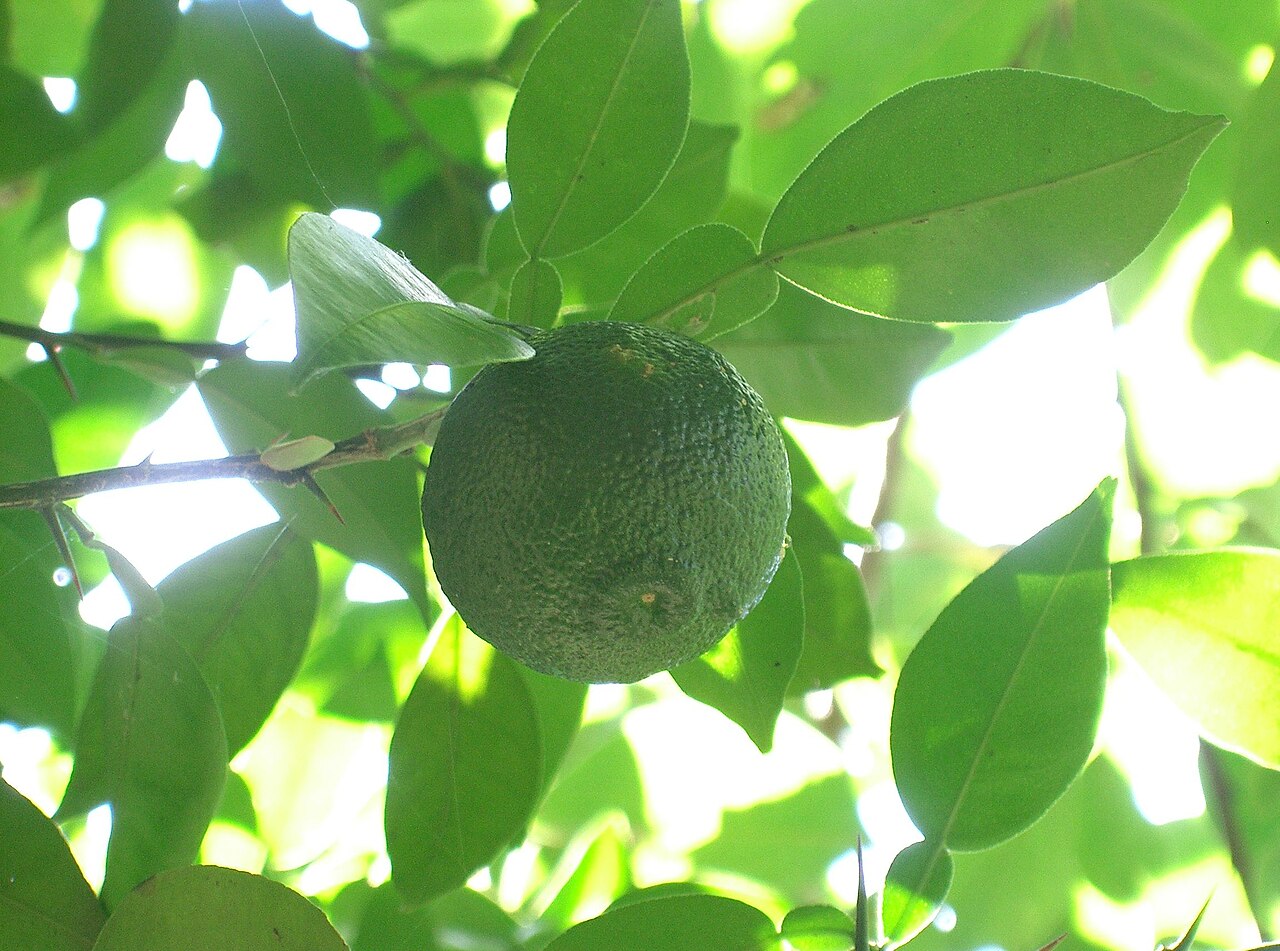 Citrus junos, Yuzu — upright evergreen (Rutaceae) (image 3 of 9)