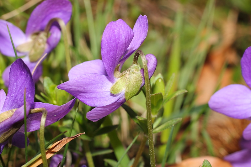 Viola hirta (Hairy Violet)