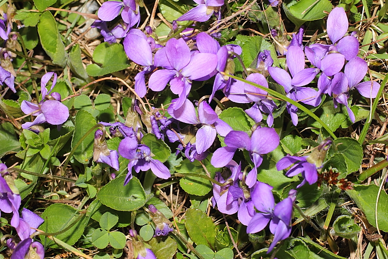 Viola hirta (Hairy Violet)