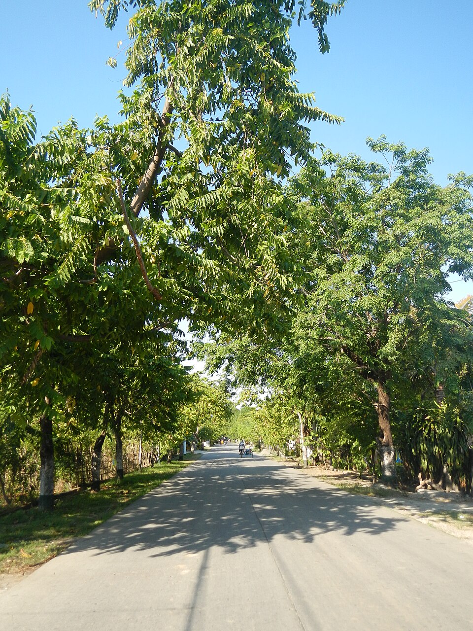 Cananga odorata (Ylang-Ylang) (alternate view 6)