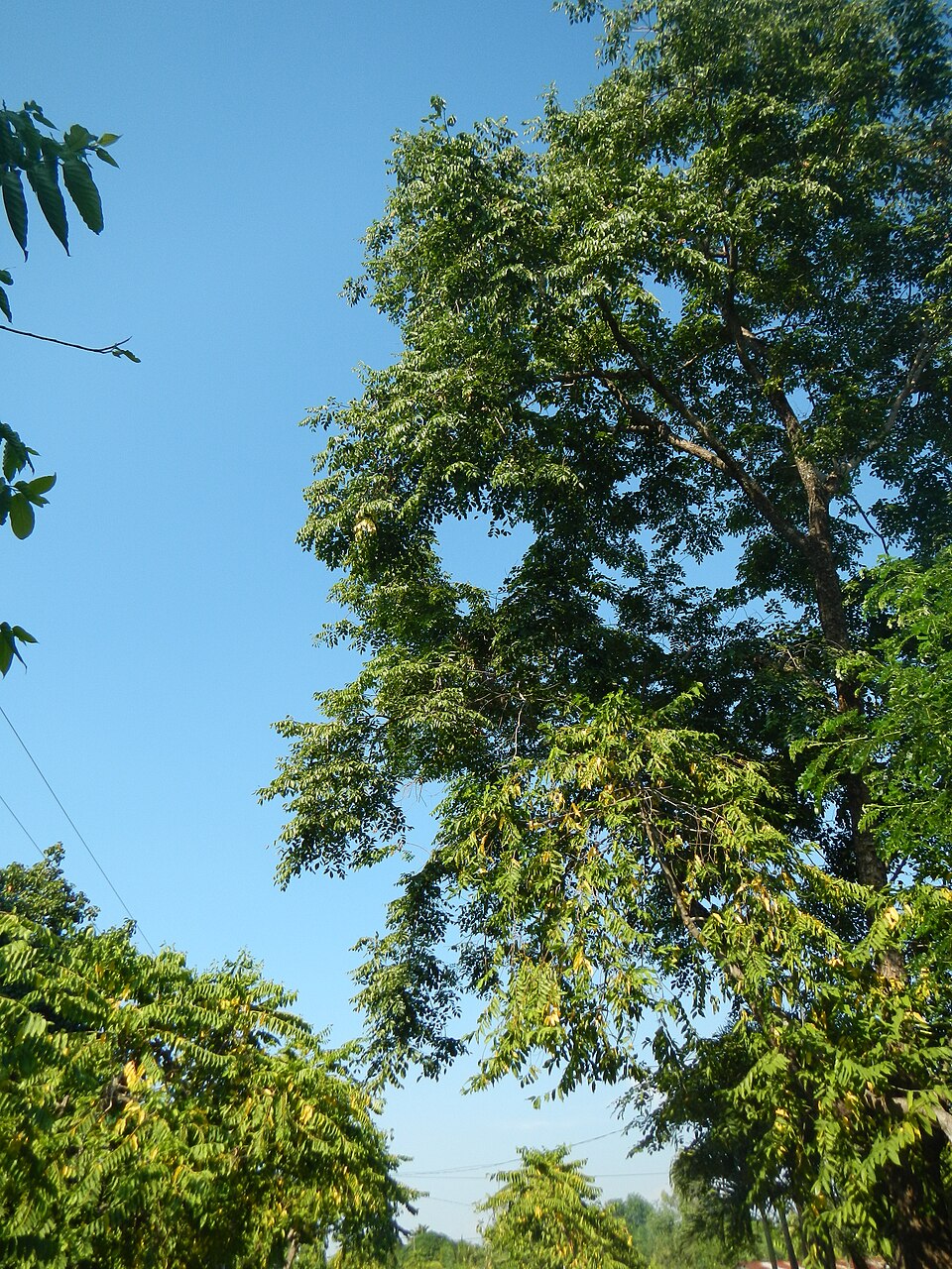 Cananga odorata (Ylang-Ylang) (alternate view 7)