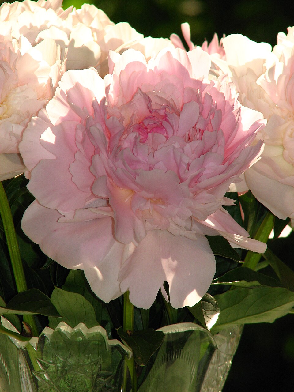 Paeonia 'Madame Calot' (Madame Calot Peony) (alternate view 4)