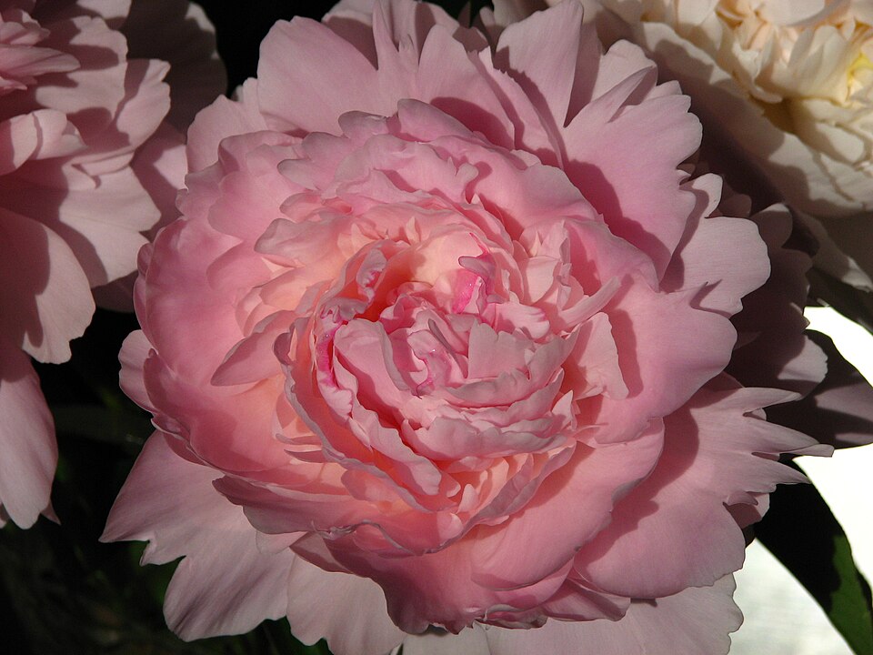 Paeonia 'Madame Calot' (Madame Calot Peony) (alternate view 5)