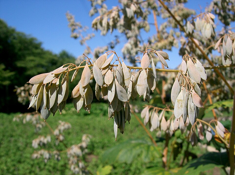 Macleaya cordata (plume poppy) (alternate view 10)