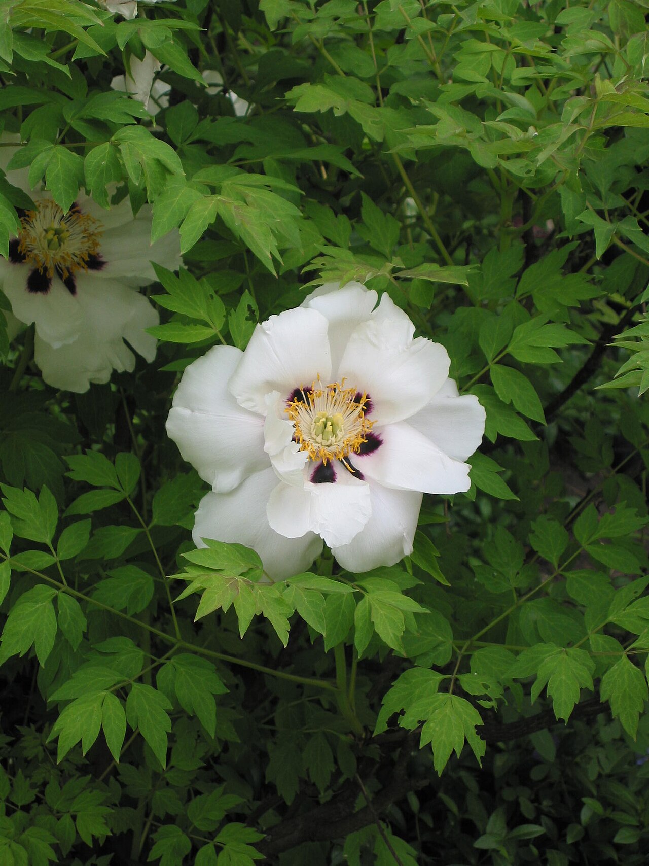 Paeonia rockii, Rock's tree peony — upright deciduous (Paeoniaceae) (image 5 of 10)