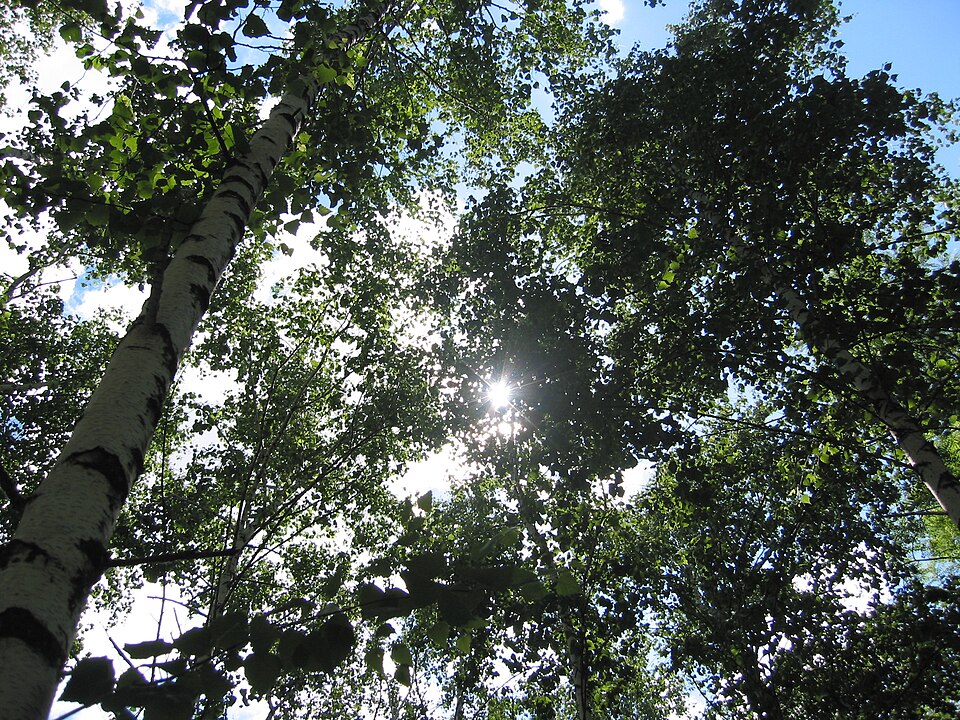 Betula pendula (European white birch) (alternate view 6)