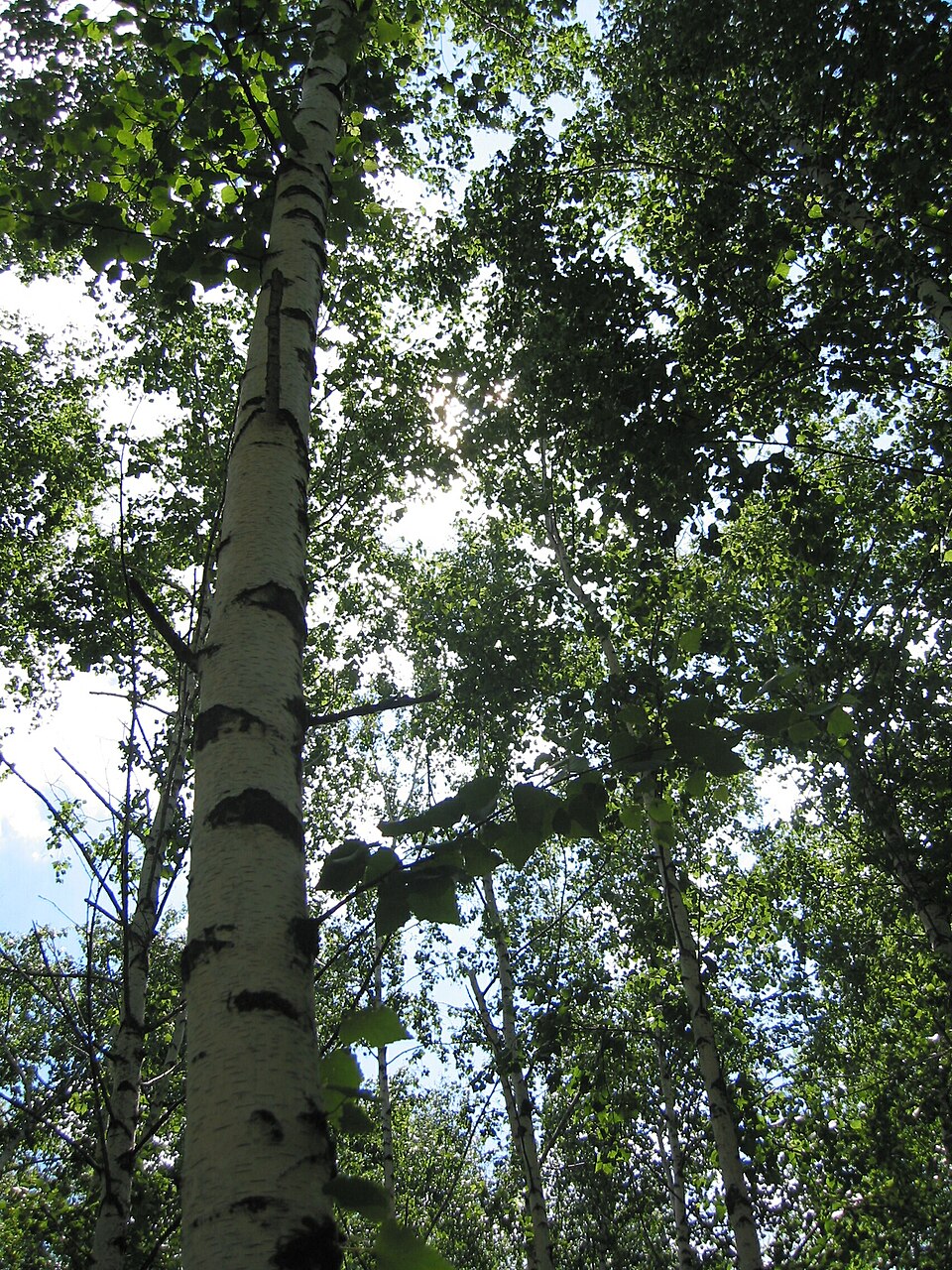 Betula pendula (European white birch) (alternate view 7)