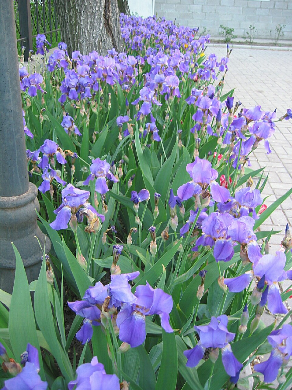 Iris × germanica (Bearded iris) (alternate view 3)