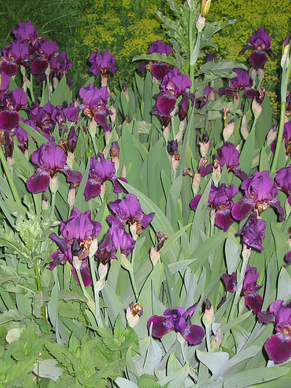 Iris × germanica (Bearded iris) (alternate view 4)