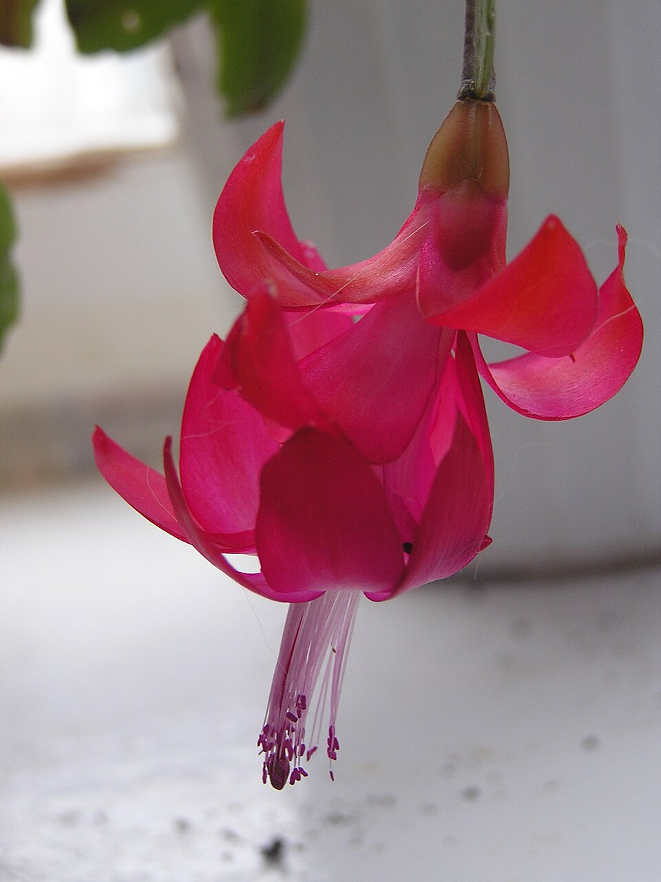 Schlumbergera × buckleyi (Christmas Cactus) (alternate view 5)