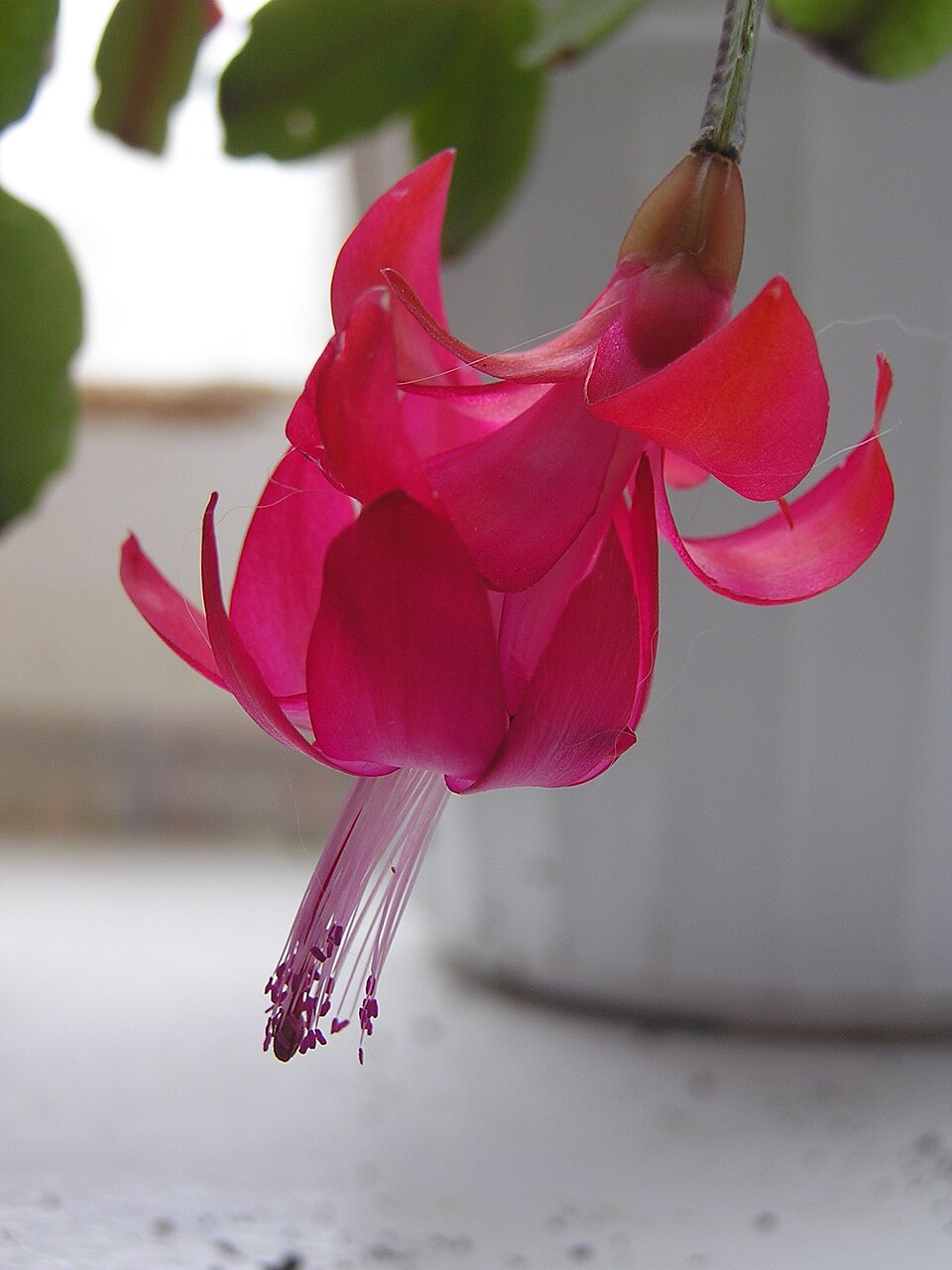 Schlumbergera × buckleyi (Christmas Cactus) (alternate view 6)