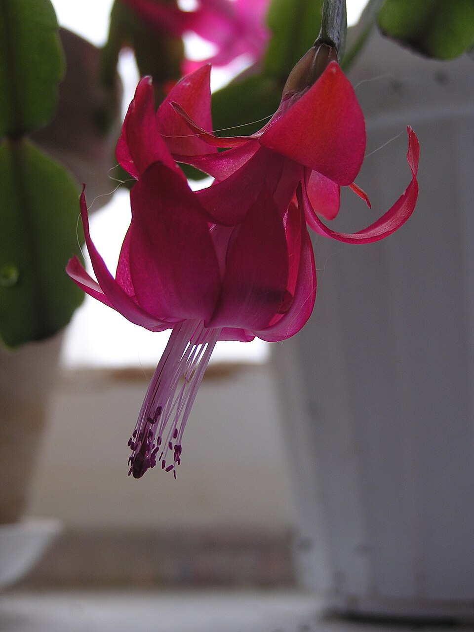 Schlumbergera × buckleyi (Christmas Cactus) (alternate view 7)