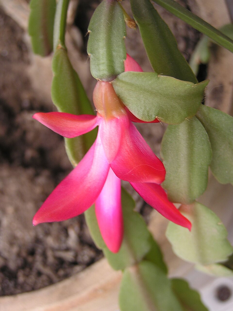 Schlumbergera × buckleyi (Christmas Cactus) (alternate view 8)