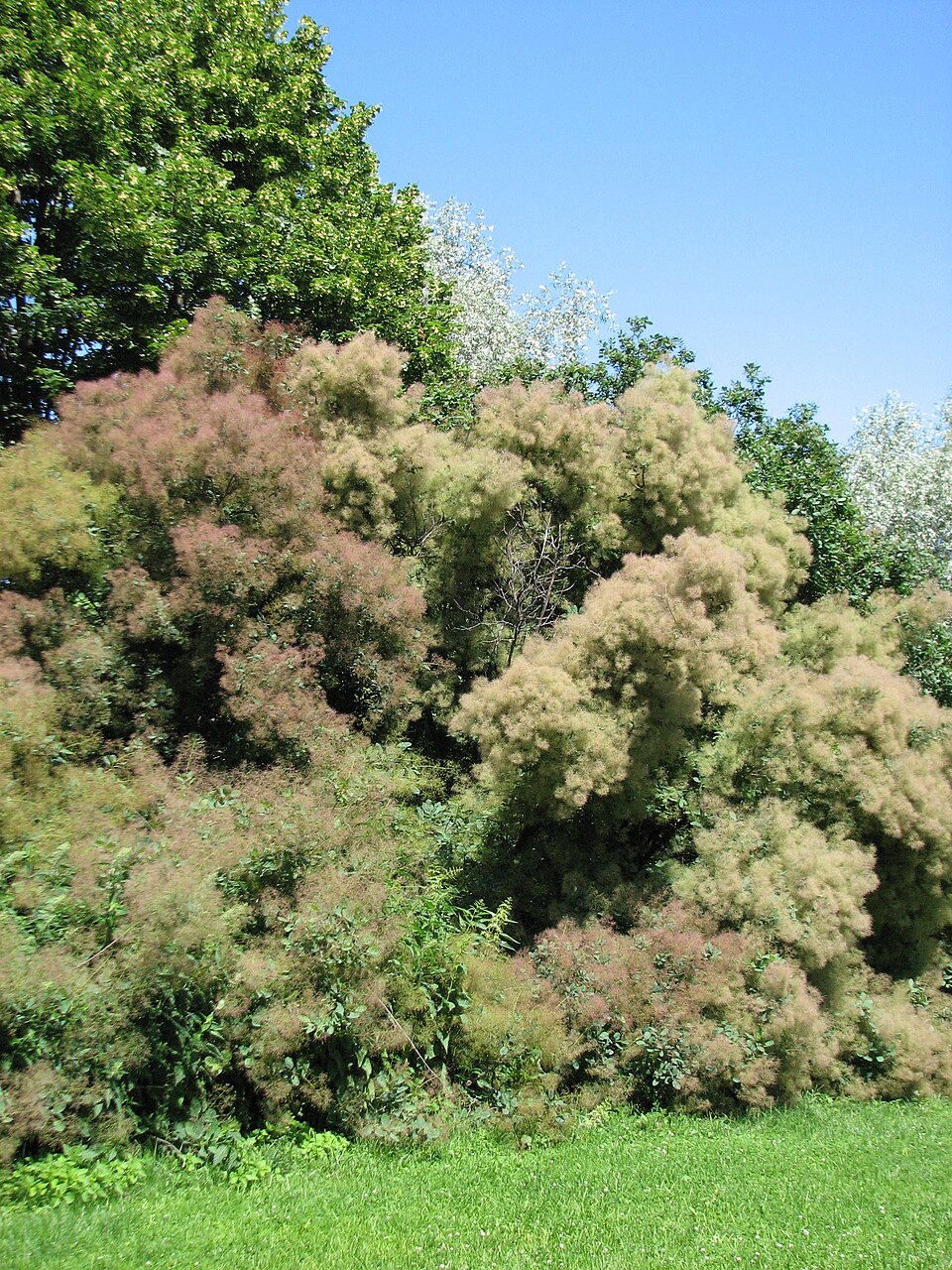 Cotinus coggygria (smoke tree, smoke bush) (alternate view 9)