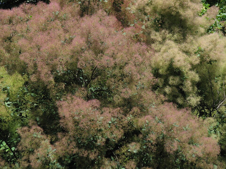 Cotinus coggygria (smoke tree, smoke bush) (alternate view 10)