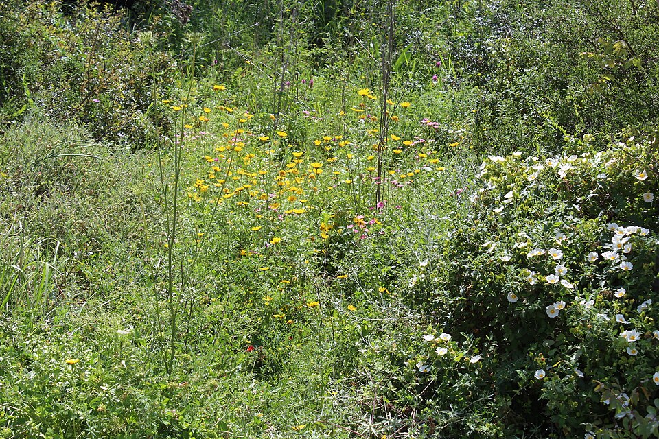 Cistus (Shrubby Rock-roses) (alternate view 3)