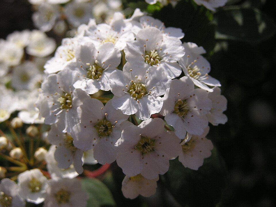 Spiraea × vanhouttei (Vanhoutte spirea) (alternate view 10)