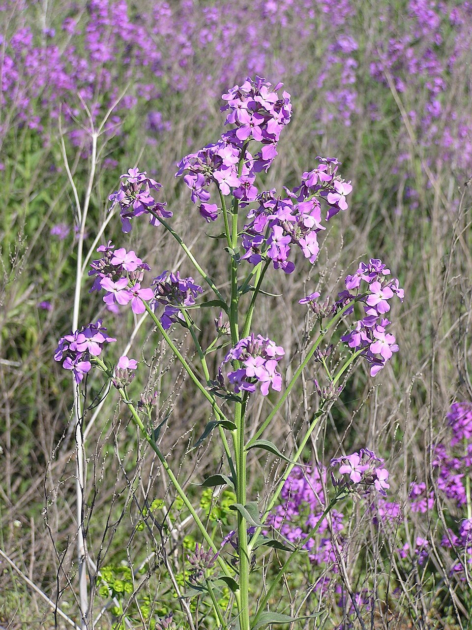 Hesperis matronalis (dame's rocket) (alternate view 6)