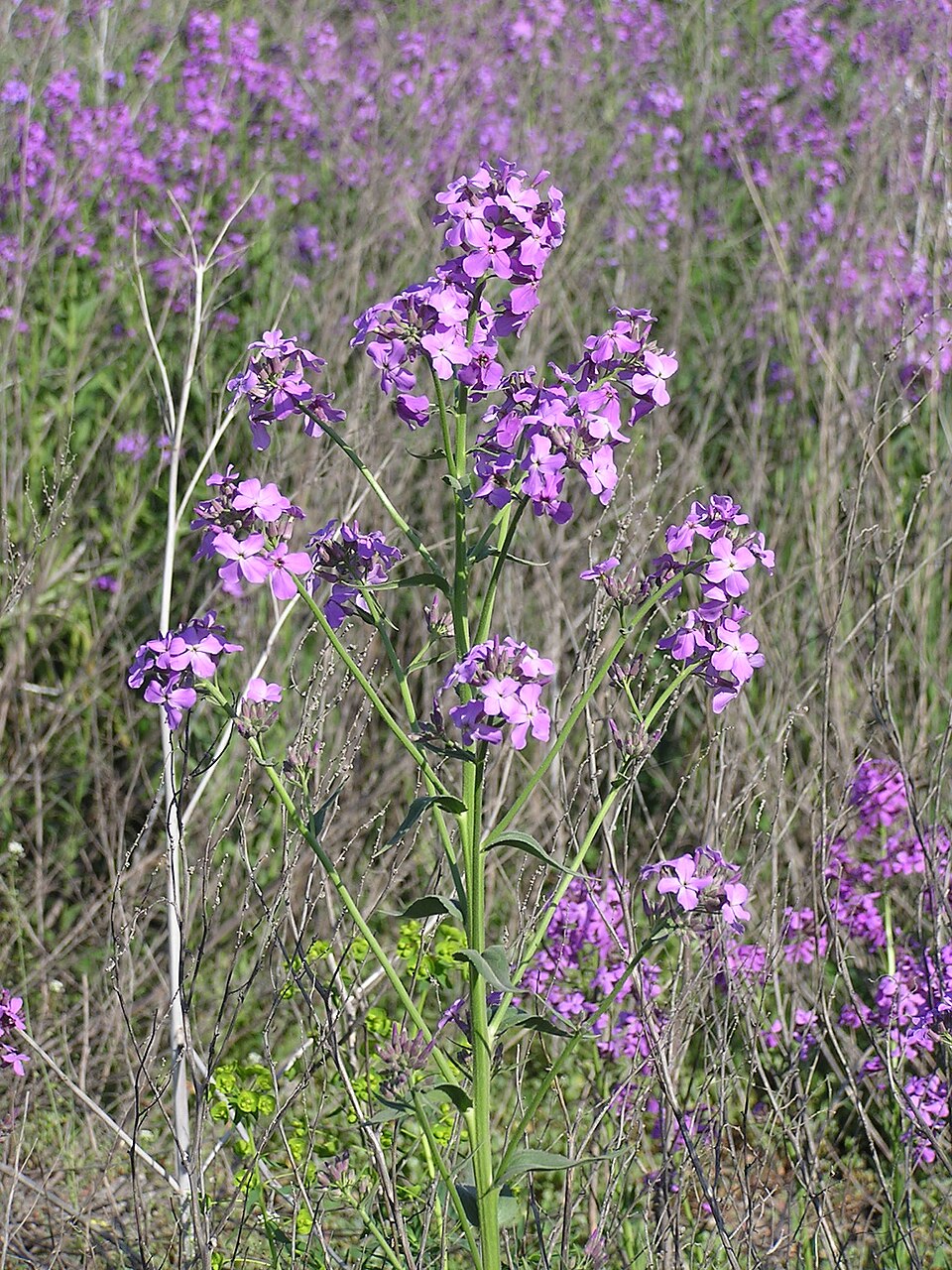 Hesperis matronalis (dame's rocket) (alternate view 7)