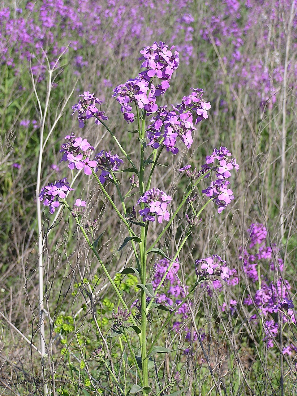 Hesperis matronalis (dame's rocket) (alternate view 8)