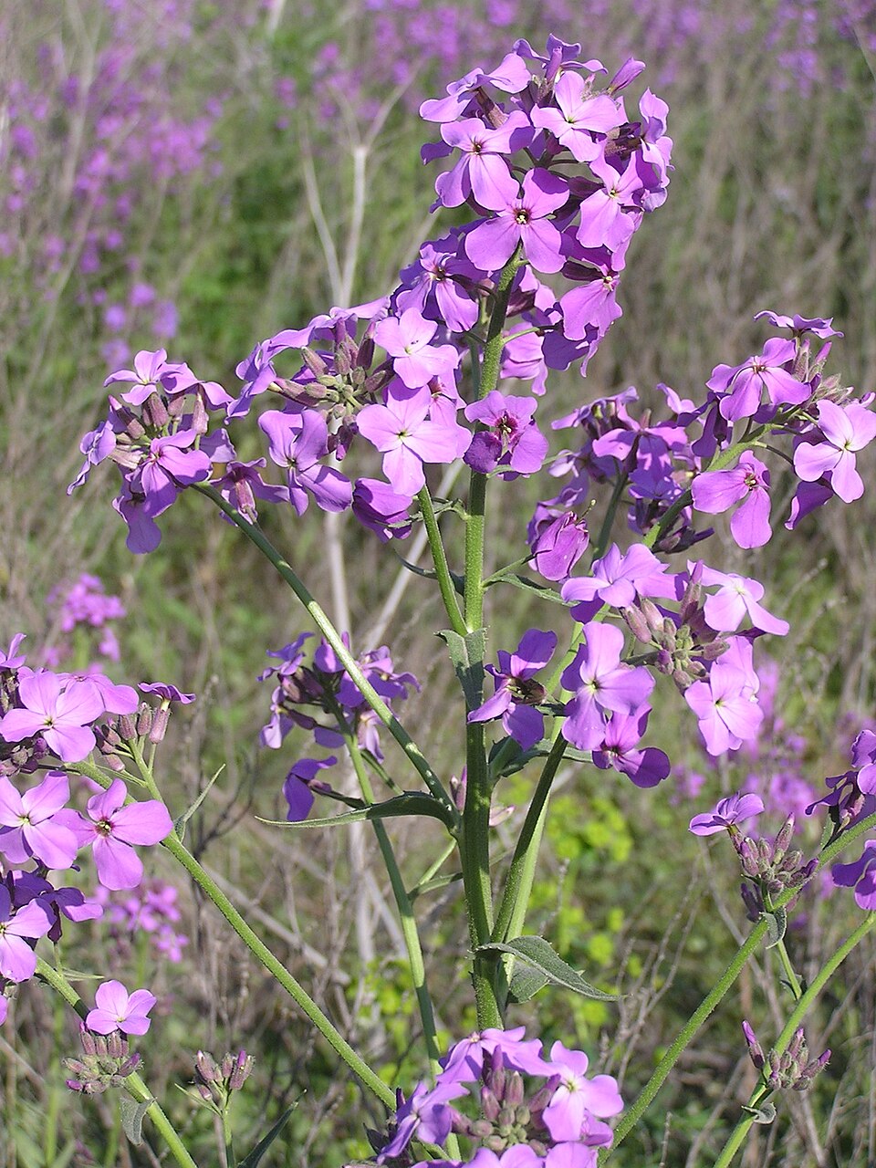 Hesperis matronalis (dame's rocket) (alternate view 9)