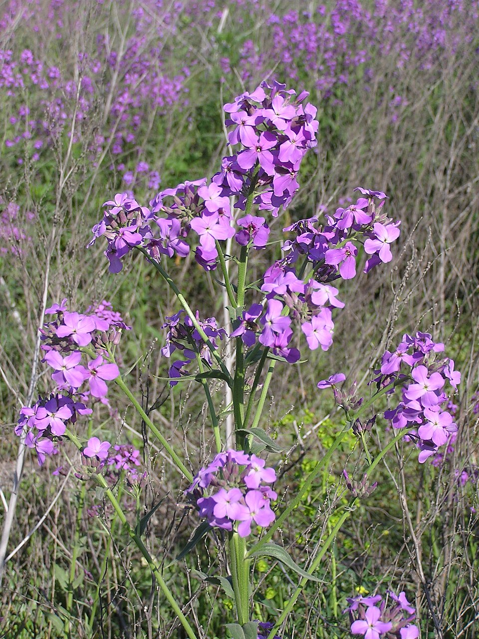 Hesperis matronalis (dame's rocket) (alternate view 10)