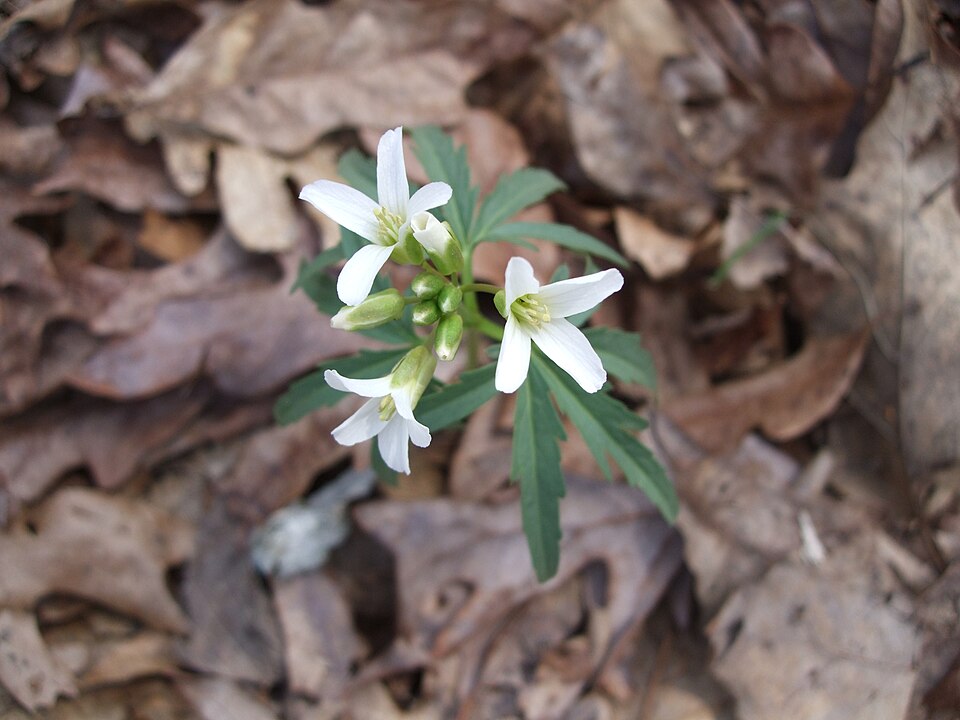 Cardamine concatenata (cut-leaved toothwort)