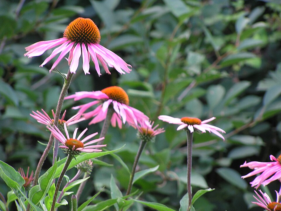 Echinacea purpurea (Purple Coneflower) (alternate view 10)