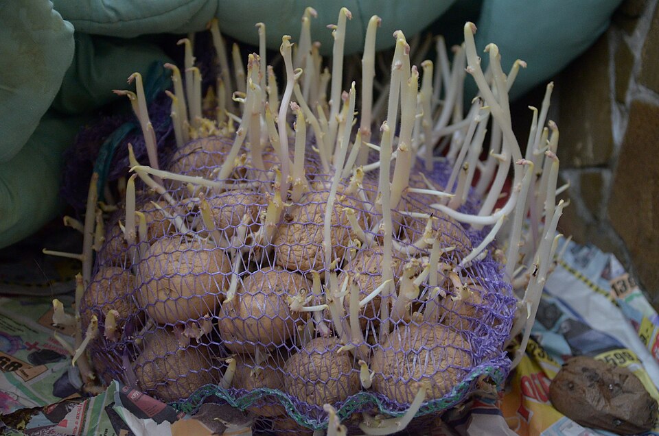 Solanum tuberosum (potato)
