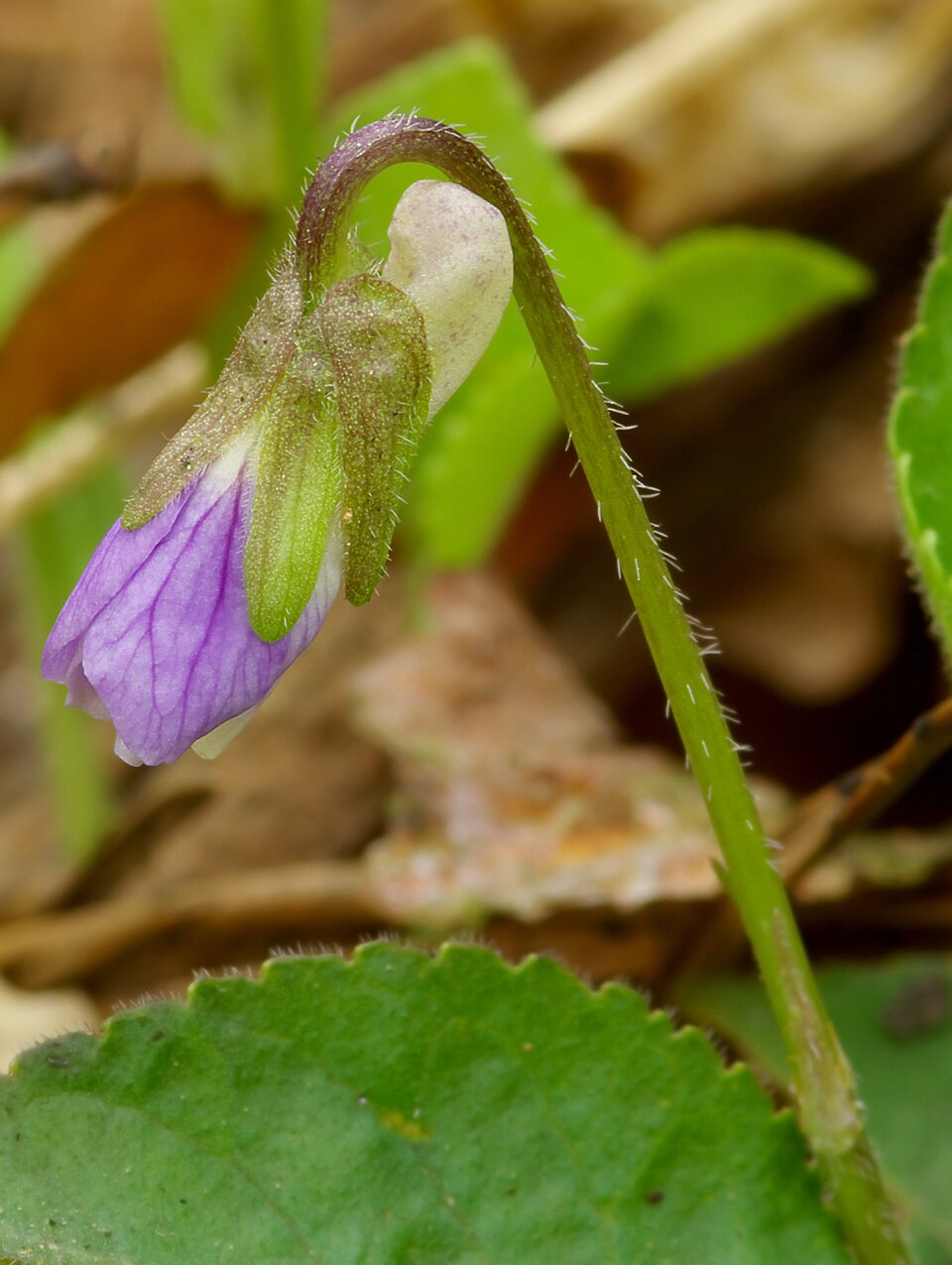 Viola hirta (Hairy Violet)