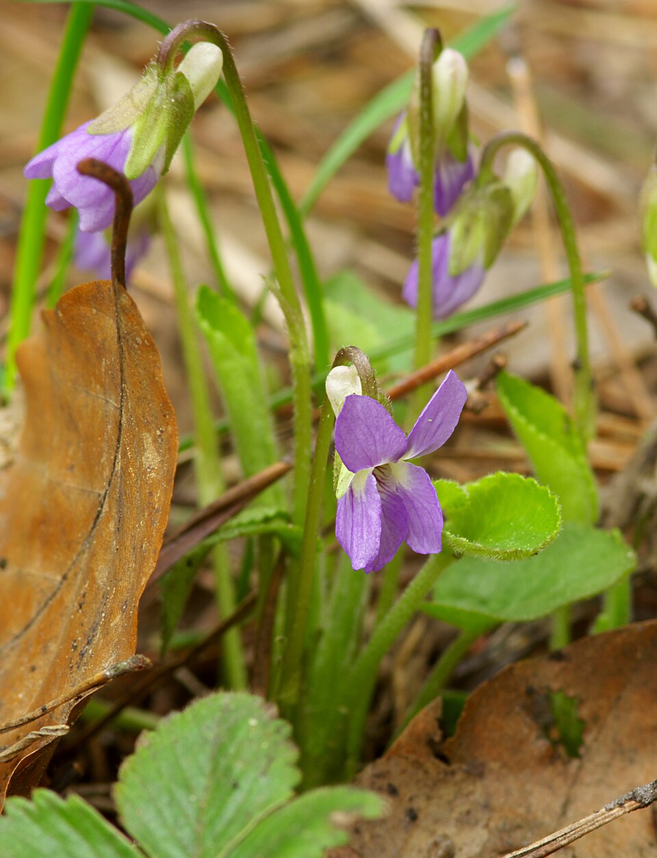 Viola hirta (Hairy Violet)
