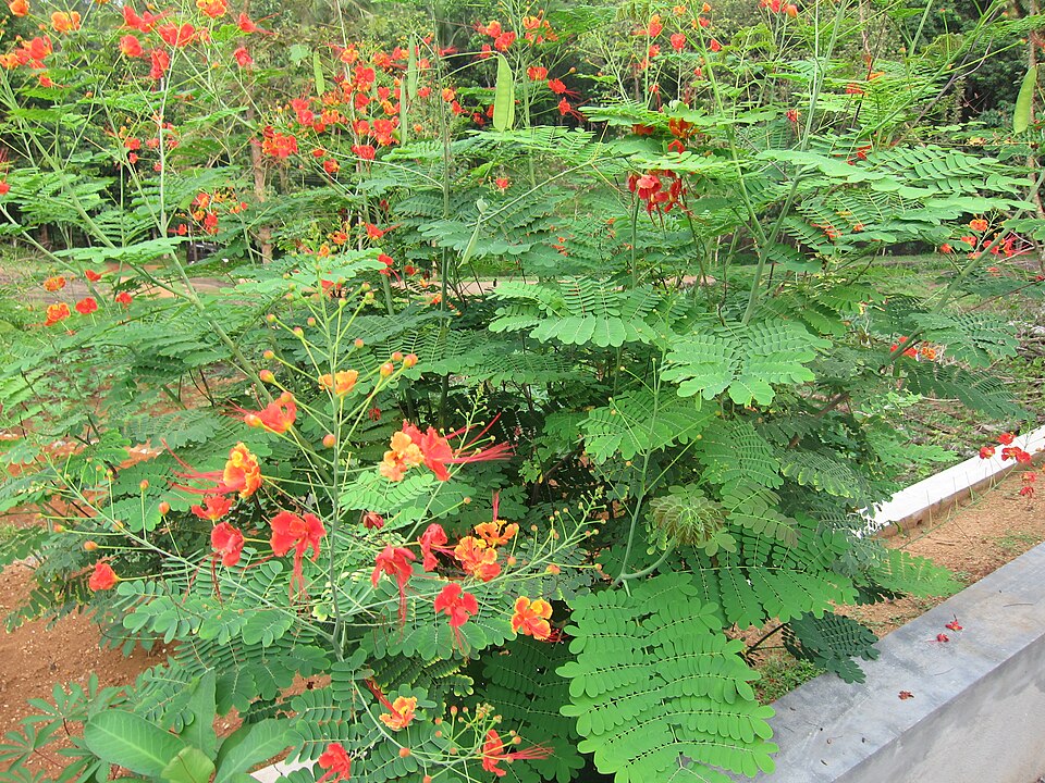 Caesalpinia pulcherrima (peacock flower)