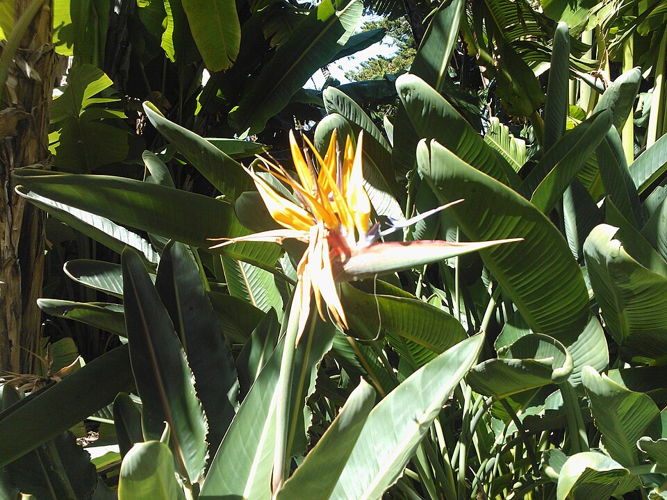 Strelitzia reginae (Bird of Paradise) (alternate view 6)