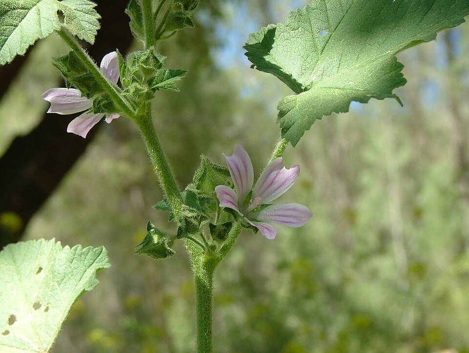 Malva multiflora (Cretan mallow) (alternate view 5)