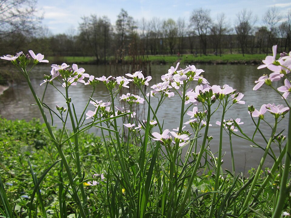 Cardamine pratensis (Cuckooflower)