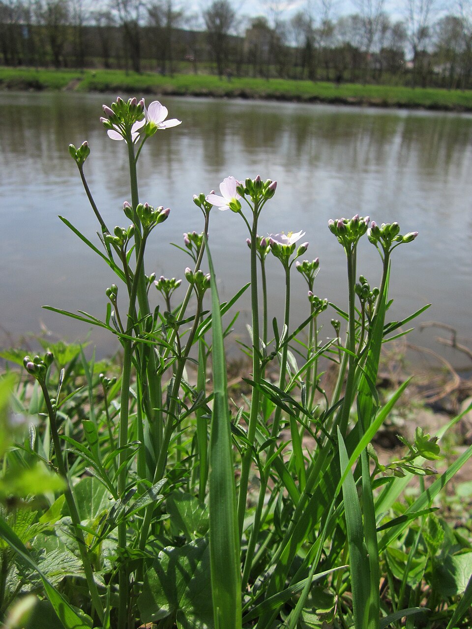Cardamine pratensis (Cuckooflower)
