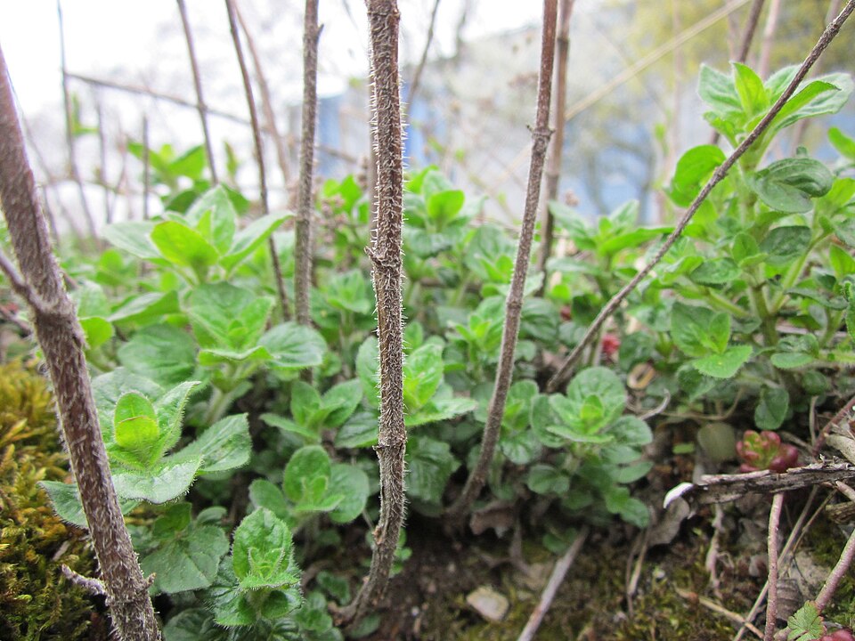 Origanum vulgare (Oregano) (alternate view 7)