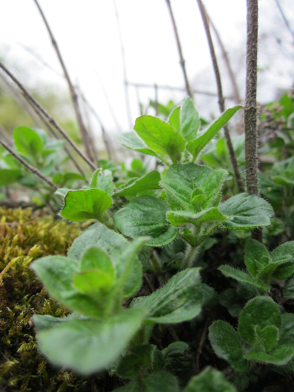 Origanum vulgare (Oregano) (alternate view 8)